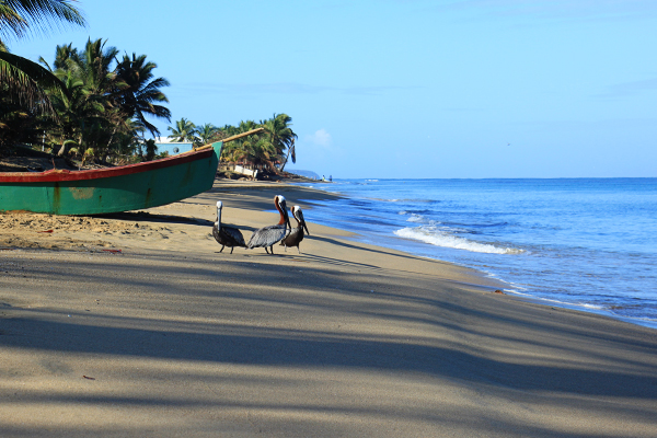 pelicanos