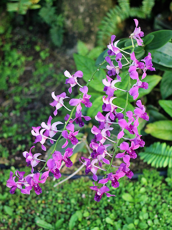 orquidea-violeta