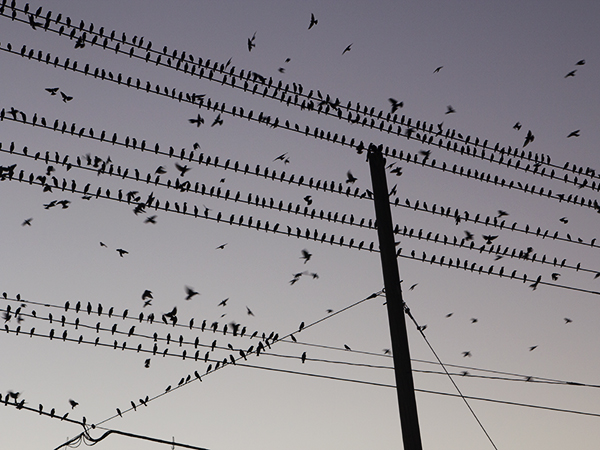 aves_en_vuelo