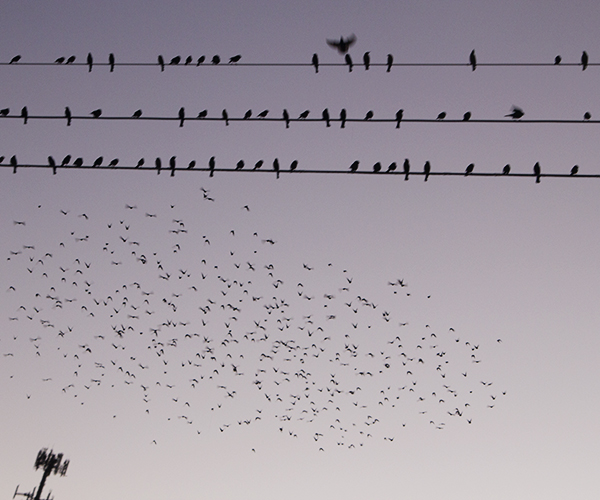 aves_en_vuelo2