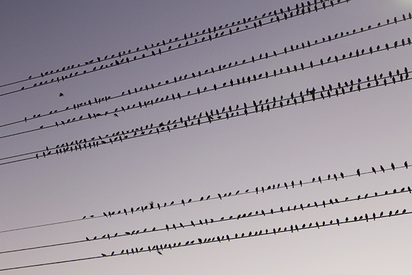 aves_reposando