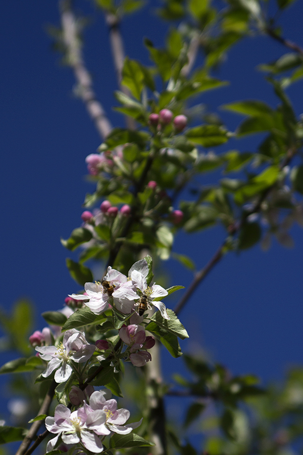 abejas