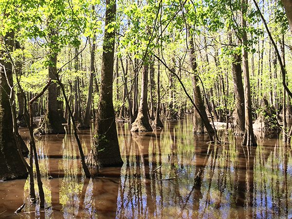 bosque8