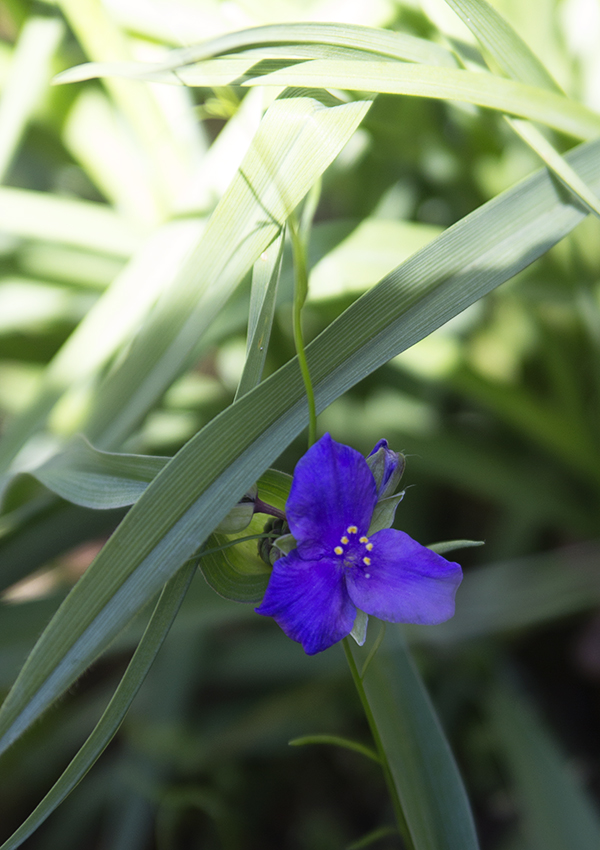 violeta