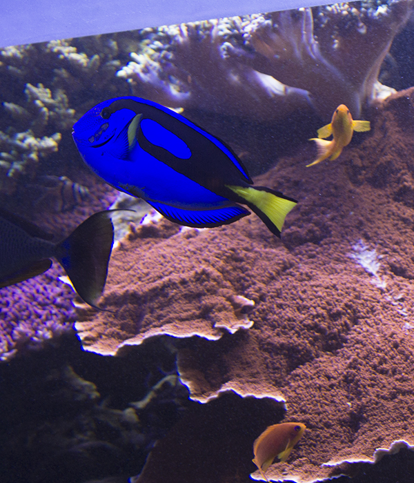 dory